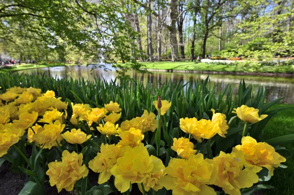Çiçek bahçesinde çiçek açan renkli laleler Keukenhof