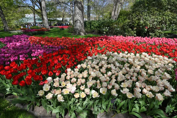 Blooming Colorful Tulips Flowerbed Public Flower Garden Keukenhof — Photo