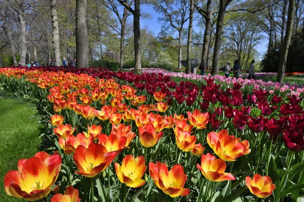Цветущие Цветущие Цветники Тюльпанов Клумбы Общественном Цветочном Саду Keukenhof — стоковое фото