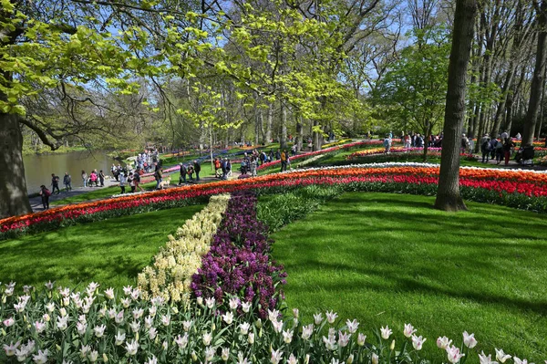 Keukenhof Нидерланды Апреля 2022 Года Цветущие Красочные Клумбы Тюльпанов Общественном — стоковое фото