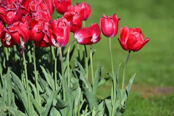 Tulipe Hollands Fleurit Printemps Tulipes Fraîches Dans Champ — Photo