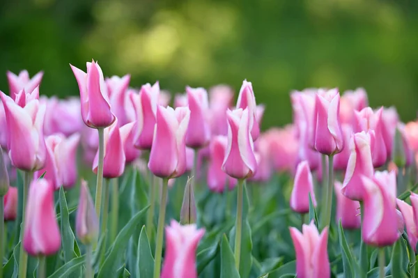 Hollands lalesi bahar mevsiminde çiçek açar. Tarlada taze laleler.