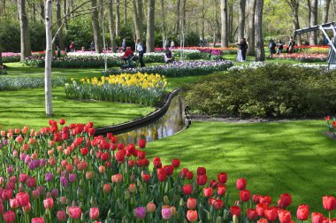 Keukenhof, Hollanda - 20 Nisan 2022: Çiçek bahçesi Keukenhof 'ta çiçek açan renkli laleler. Lisse, Hollanda, Hollanda 'daki popüler turizm sitesi