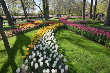 Keukenhof, The Netherlands - April 20, 2022: Blooming colorful tulips flowerbed in public flower garden Keukenhof. Popular tourist site at Lisse, Holland, Netherlands