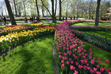 Keukenhof, Hollanda - 20 Nisan 2022: Çiçek bahçesi Keukenhof 'ta çiçek açan renkli laleler. Lisse, Hollanda, Hollanda 'daki popüler turizm sitesi