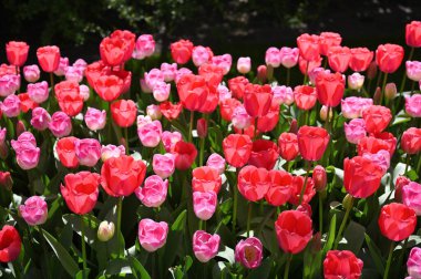 Hollands lalesi bahar mevsiminde çiçek açar. Tarlada taze laleler.