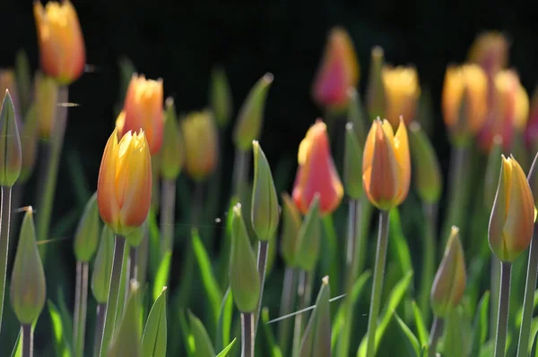 Голландский Тюльпан Цветет Весенний Сезон Свежие Тюльпаны Поле — стоковое фото