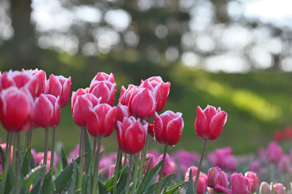 荷兰的郁金香在春季盛开 田里新鲜的郁金香 — 图库照片