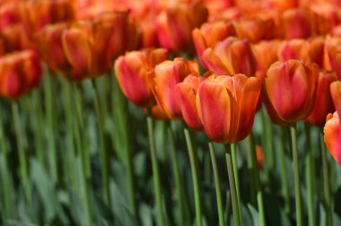 Hollands lalesi bahar mevsiminde çiçek açar. Tarlada taze laleler.