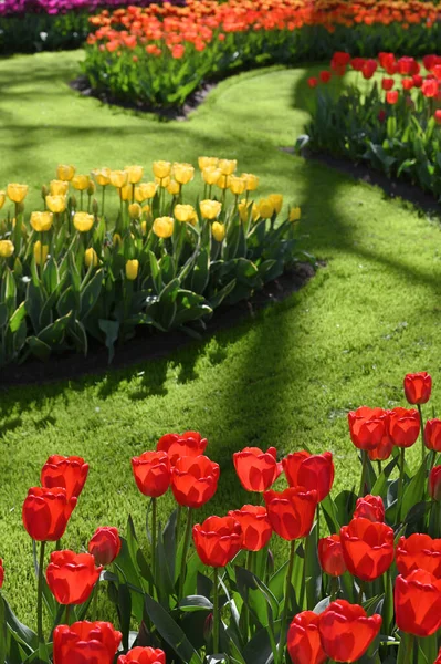 Hollands Tulip Bloom Spring Season Fresh Tulips Field — Stockfoto