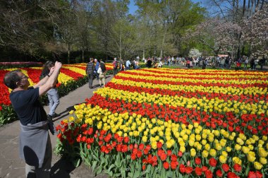 Keukenhof, Hollanda - 20 Nisan 2022: Çiçek bahçesi Keukenhof 'ta çiçek açan renkli laleler. Lisse, Hollanda, Hollanda 'daki popüler turizm sitesi