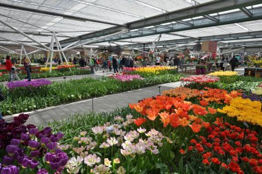 Keukenhof, Hollanda - 20 Nisan 2022: Çiçek bahçesi Keukenhof 'ta çiçek açan renkli laleler. Lisse, Hollanda, Hollanda 'daki popüler turizm sitesi