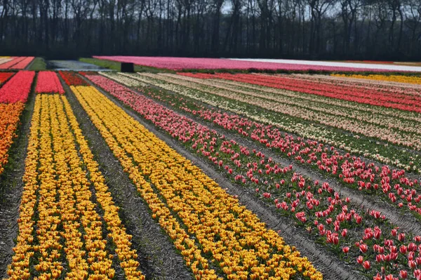 郁金香地春天在荷兰 著名的荷兰郁金香地 — 图库照片