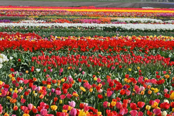 郁金香地春天在荷兰 著名的荷兰郁金香地 — 图库照片