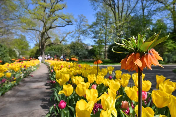 Flower Lilly Garden Holland — Stockfoto