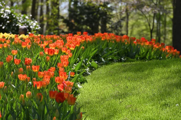 Les Tulipes Hollands Fleurissent Printemps Tulipes Fraîches Dans Champ — Photo