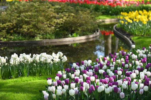 Hollands Tulip Bloom Spring Season Fresh Tulips Field — стокове фото