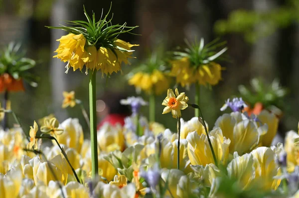 Flower Lilly Garden Holland — Fotografia de Stock