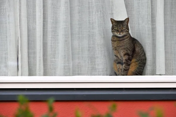 Eine Ernsthafte Katze Sitzt Auf Der Fensterbank Des Hauses — Stockfoto