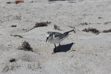 Sahilde küçük kuş