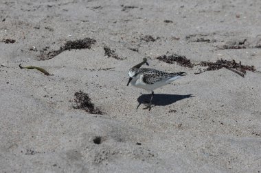 Sahilde küçük kuş