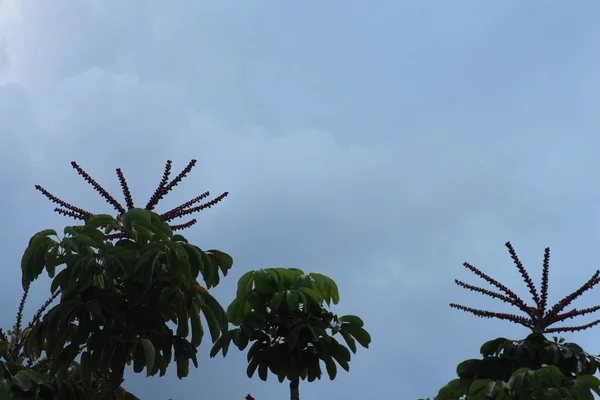 Фотография Деревьев Фоне Голубого Неба — стоковое фото
