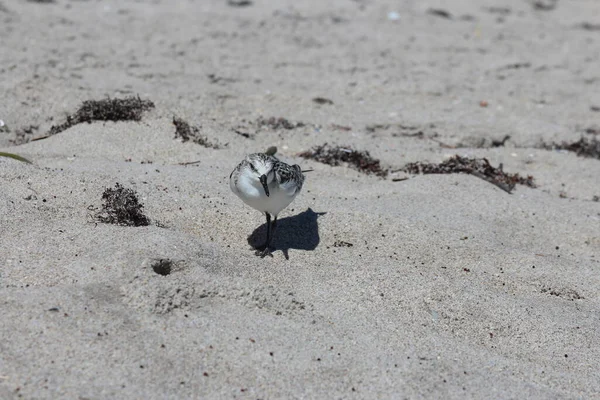 Μικρό Πουλί Στην Παραλία — Φωτογραφία Αρχείου