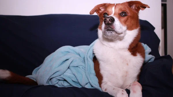 ソファの上のテリア犬 — ストック写真