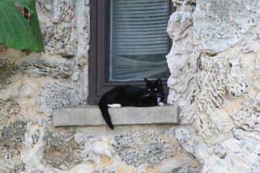 penceresinde kara kedi