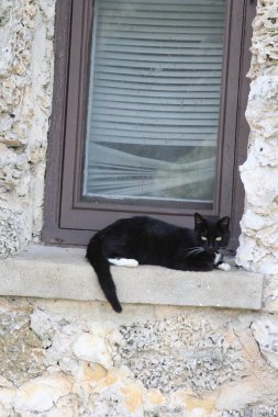 penceresinde kara kedi