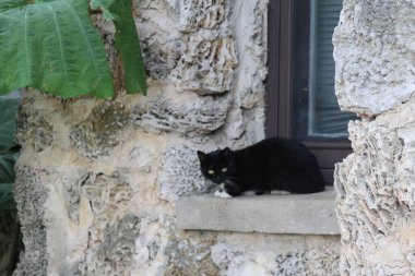 Parktaki açık hava kedisi