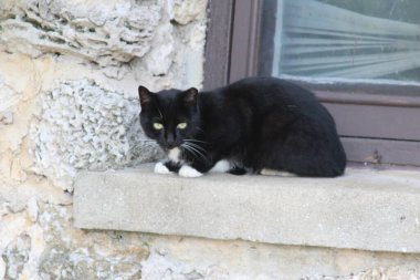 Parktaki açık hava kedisi