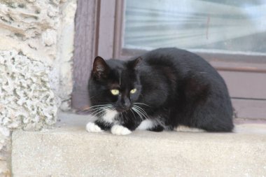 Parktaki açık hava kedisi