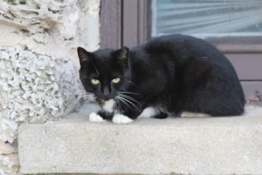 Parktaki açık hava kedisi