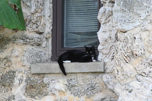 penceresinde kara kedi