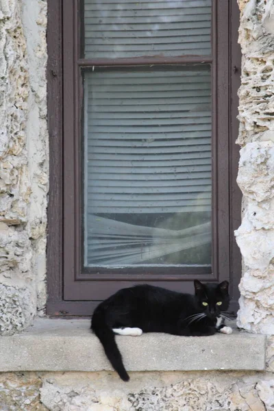 penceresinde kara kedi