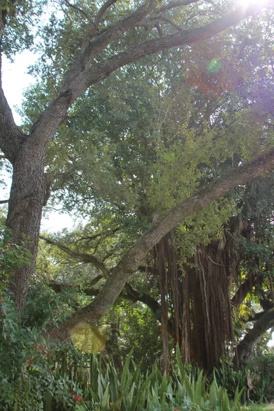 Árboles Con Una Llamarada Sol —  Fotos de Stock