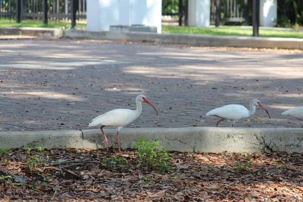 White Bird Florida — Stock Photo, Image