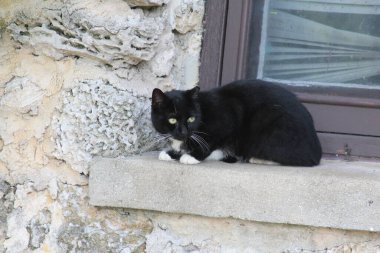 Pencerenin pervazında siyah bir kedi