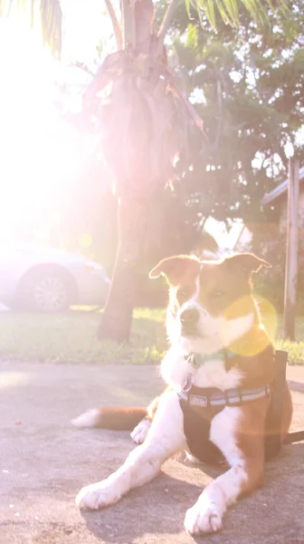 Sole Dietro Cane Fuori — Foto Stock