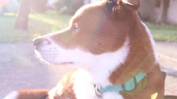 Сонце Позаду Собаки — стокове фото