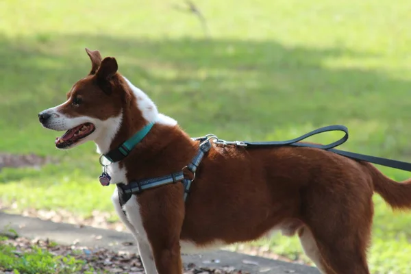 Boldog Kutya Áll Odakint — Stock Fotó