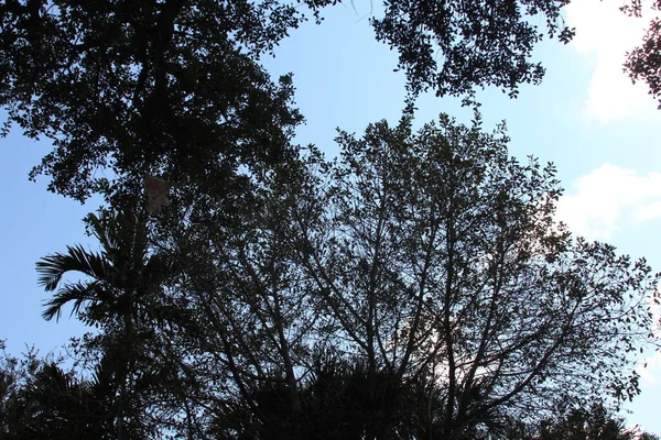 Ramo Árvore Frente Céu Azul — Fotografia de Stock