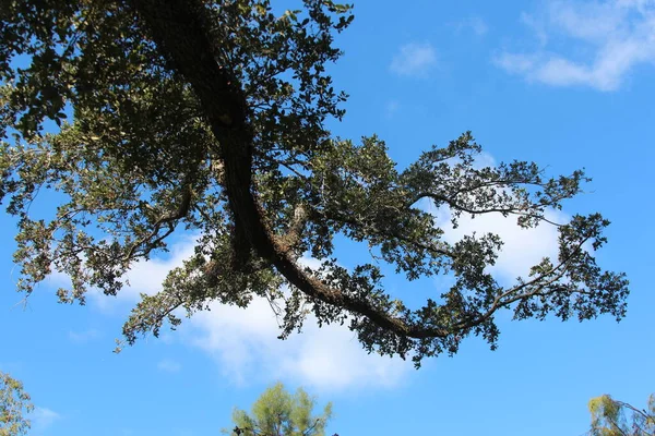 Ramo Árvore Frente Céu Azul — Fotografia de Stock