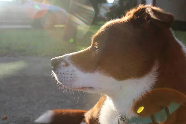Sol Brilhando Atrás Cão — Fotografia de Stock