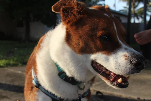 Счастливая Собака Снаружи Улыбается — стоковое фото