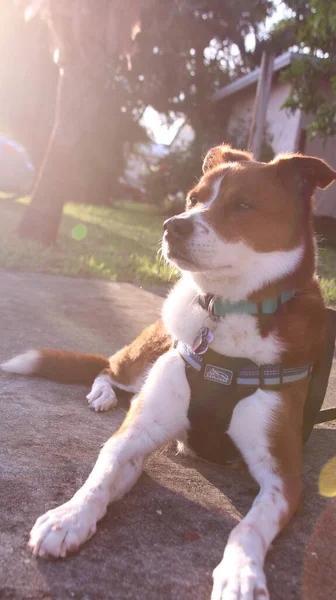 Boldog Kutya Napsugarakkal Hátában — Stock Fotó