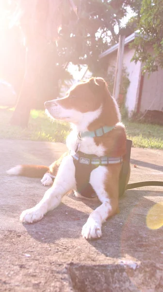 Happy Dog Sun Rays Back Him — Stock Fotó