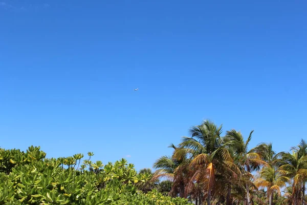 Molnfri Klarblå Florida Sky — Stockfoto