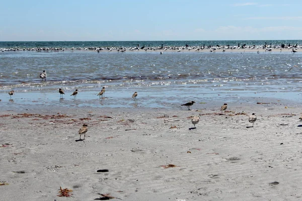 Flock Different Birds Ocean — Stock Photo, Image